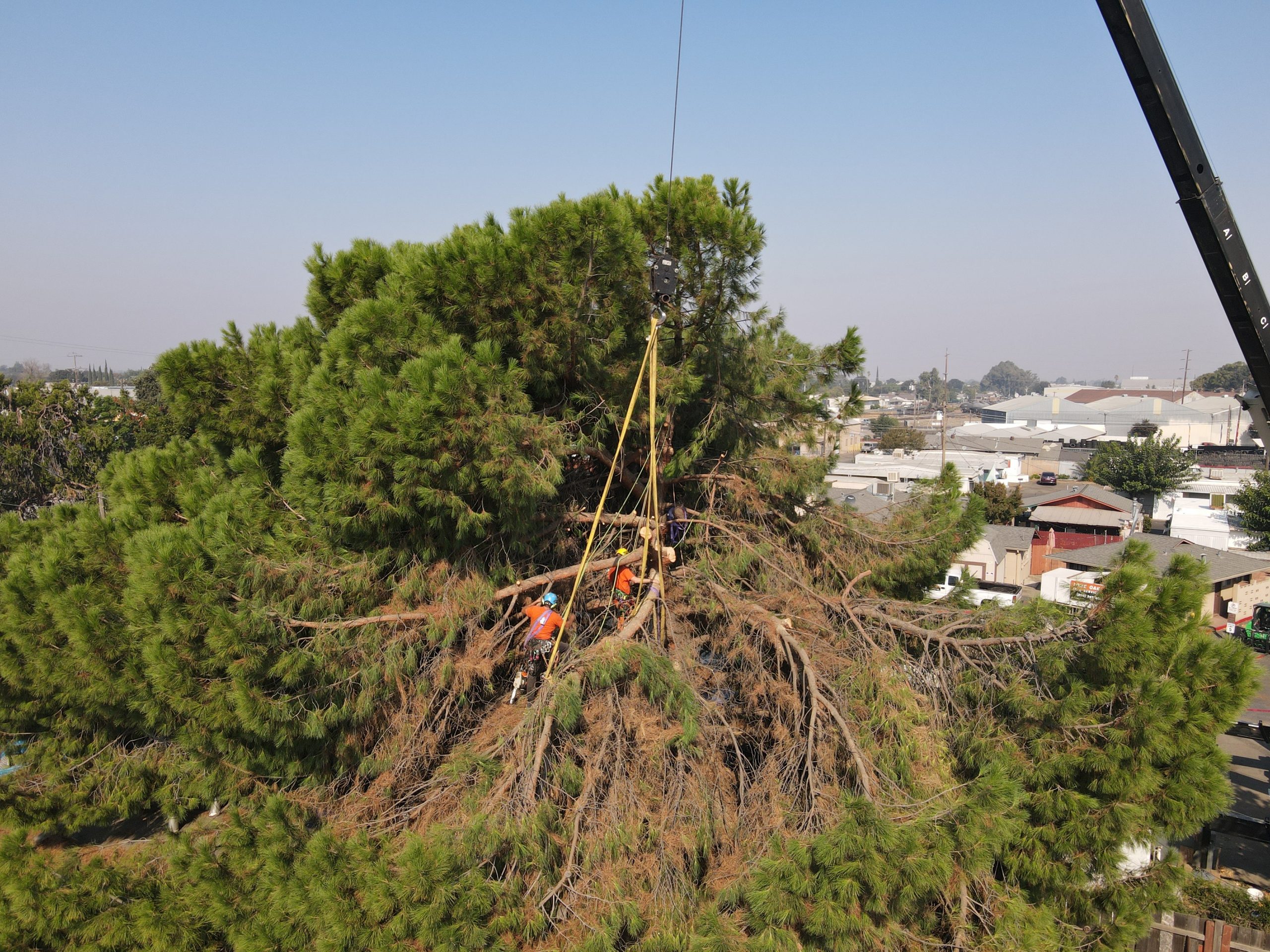 Pine Tree Removal 5