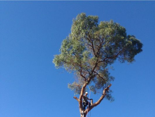 tree pruning modesto ca 1