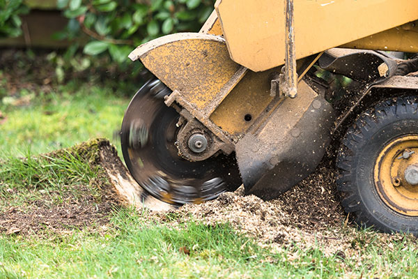 tree removal 3