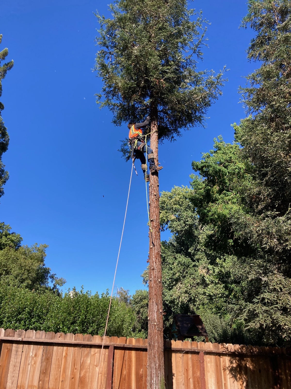 tree services Lone Oak CA12 tree services Lone Oak CA12